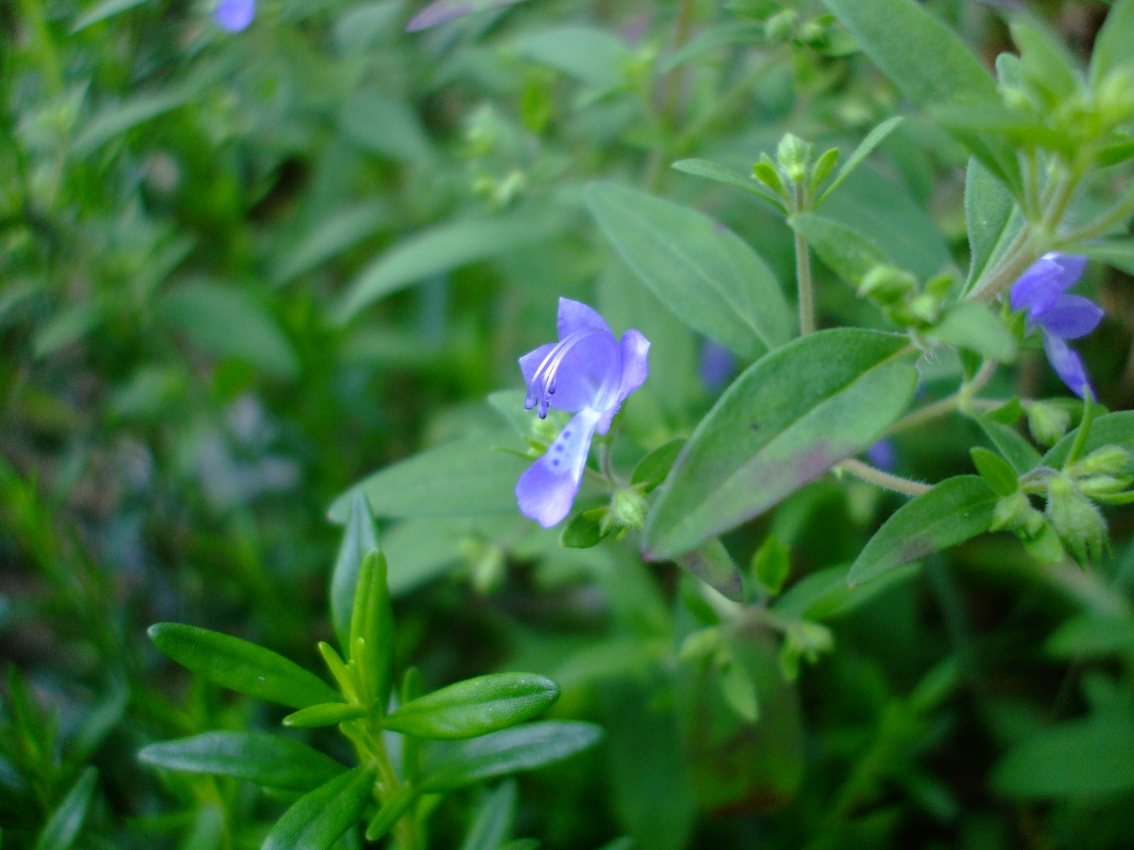 Trichostema dichotomum